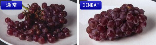 Grape comparison experiment