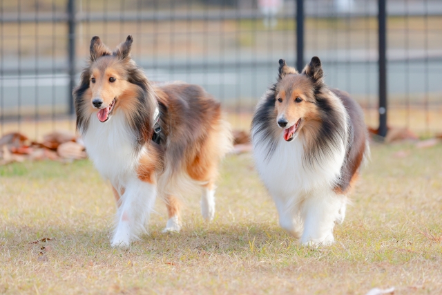 Pet health maintenance