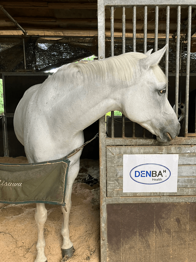 A horse at an equestrian club