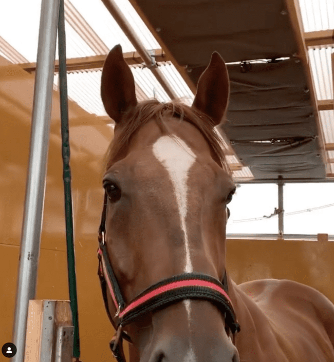 A racehorse at a farm using DENBA